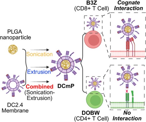 Schematic of a new coating approach of DCM-NPs for antigen-specific T-cell engagement. (OA Literature)