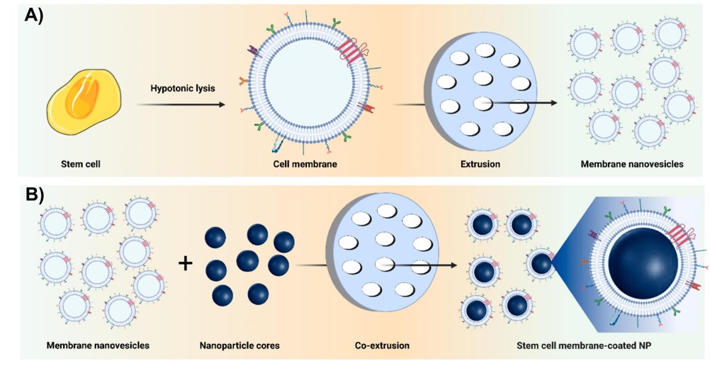 Schematic illustration of the fabrication steps of SCM-NPs. (OA Literature)
