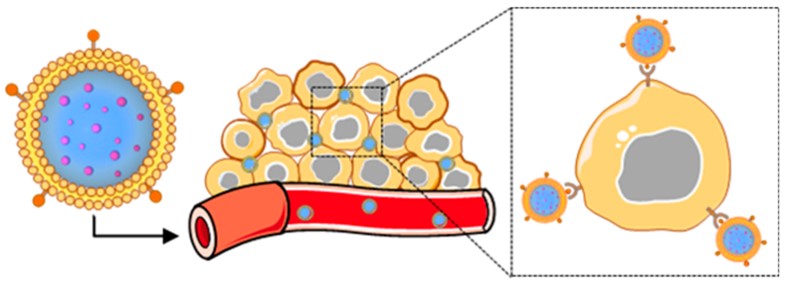 Scheme depicting the delivery of CCM-NPs to tumors. (OA Literature)