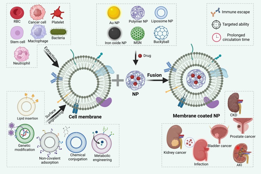 Overview of methods for CMNP synthesis and surface engineering, and different types of CMCNPs. (OA Literature)