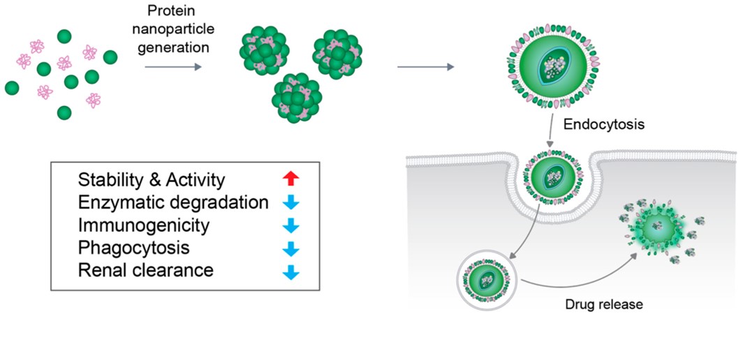 Protein nanoparticles can be incorporated into biodegradable polymers in a microsphere structure for controlled and sustained release. (OA Literature)