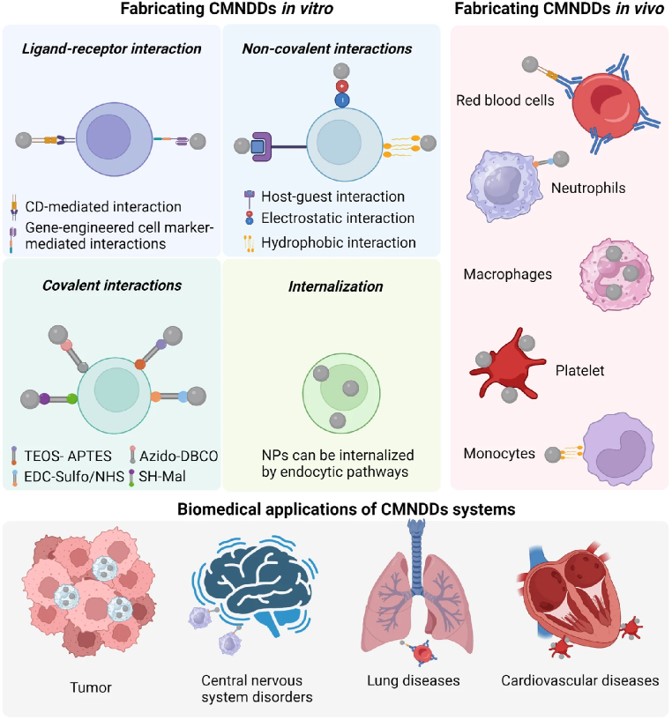 The scheme of fabricating CMNDDs in vitro and in vivo, and the representative biomedical applications of CMNDDs in different diseases. (OA Literature)