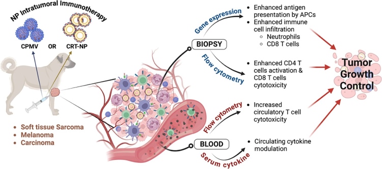 Preliminary Findings on the Immunomodulatory Impact of Cowpea Mosaic Virus and Calreticulin Nanoparticles Administered Intratumorally in Canine Tumors. (OA Literature)