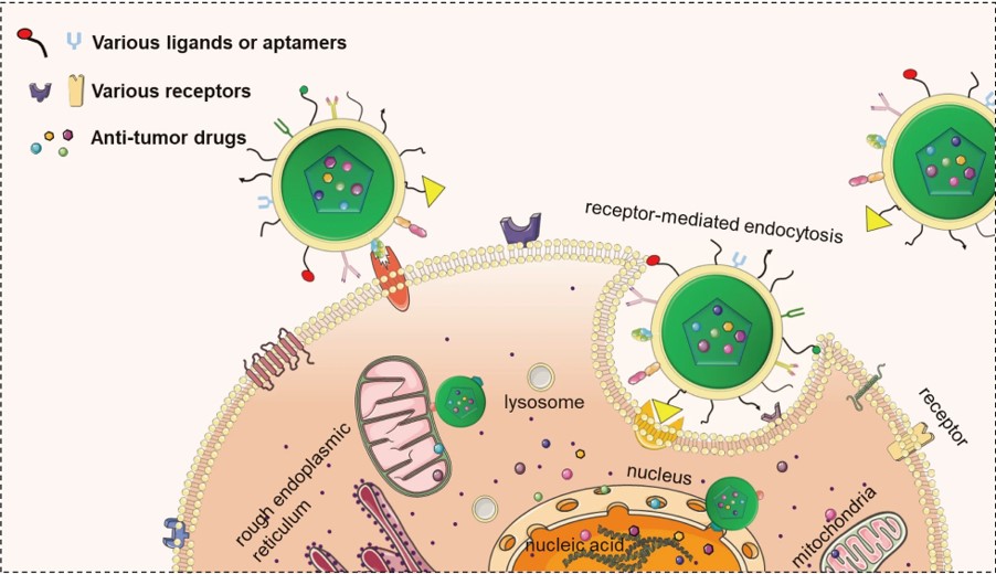 Active cellular targeting of nano-drug delivery systems is achieved to target tumor cells and deliver antitumor drugs. (OA Literature)