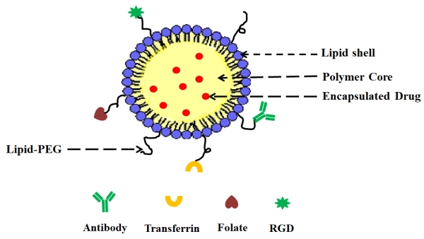 General structure of LPHNP composed of a drug-encapsulating polymer core with an outer lipid shell and an outer lipid–PEG layer. (OA Literature)