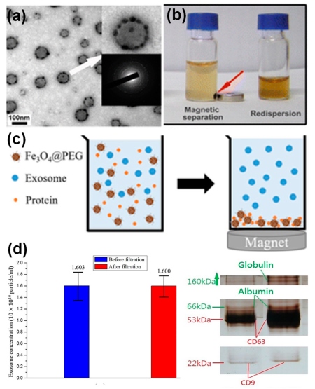 Iron oxide nanoparticles for exosome enrichment: a TEM image and magnetic response of Tf functionalized iron oxide decorated exosomes from blood serum. (OA Literature)