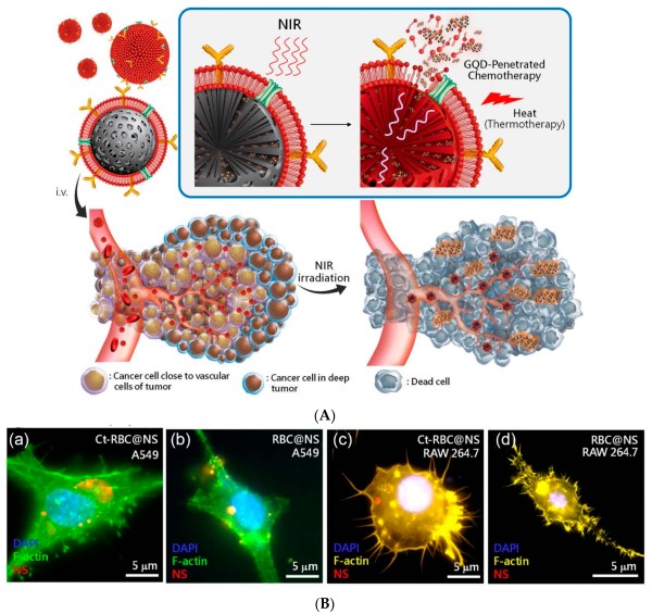 Schematic illustration highlights the penetration and accumulation of hybrid QDs (graphene quantum dots—GQDs) for RBC-membrane enveloped nanosponge-mediated targeted delivery in a tumor. (OA Literature)