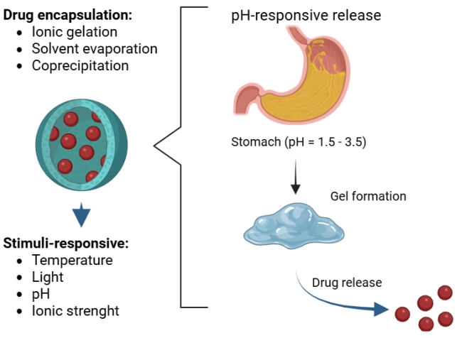 The breakdown of CNPs into gels and the release of medication at low pH. (OA Literature)