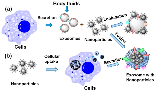 A schematic of preparation methods of inorganic nanoparticle-loaded exosomes. (OA Literature)