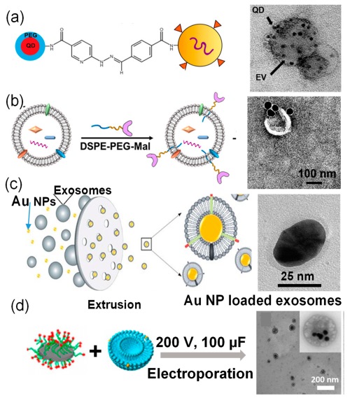 A schematic of preparation methods of inorganic nanoparticle-loaded exosomes. (OA Literature)