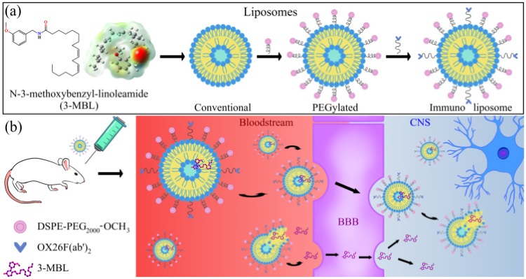 Fig.1 Schematic of mechanisms of action of immunoliposomes in the human brain. (OA Literature)