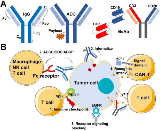 Fig.1 Schematic of passive and active drug targeting. (OA Literature)