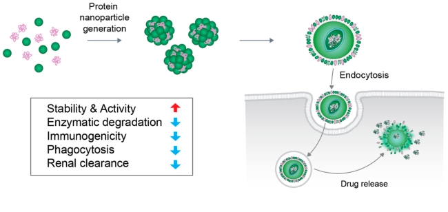Fig.1 Schematic of delivery of protein nanoparticle to the cell. (OA Literature)