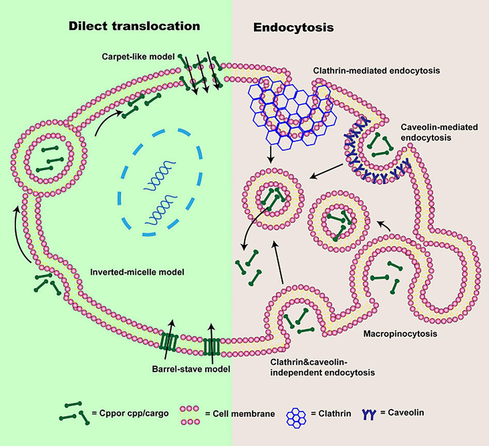 Illustration of the three CPP classification methods on the basis of origin, conformation, and physical-chemical properties. (OA Literature)