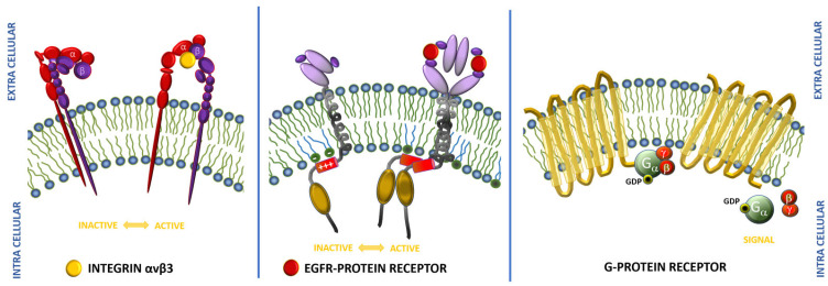 Fig.1 Schematic representation of main receptors interacting with tumor-homing peptides. (OA Literature)