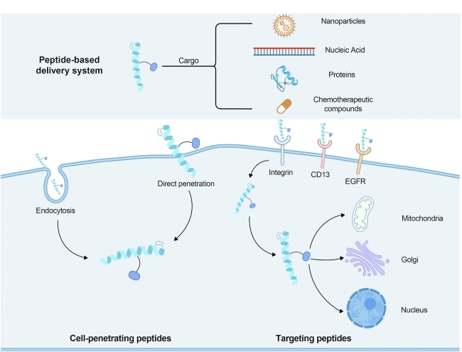 Fig.1 Schematic showing overview of Targeting and Delivery Strategies for Peptide-based Delivery Systems. (OA Literature)