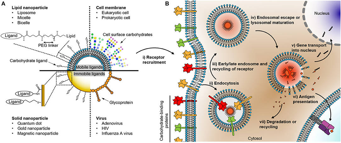 Fig.1 Schematic drawing of nanoparticles coated with carbohydrates recognized by cell surface receptors. (OA Literature)