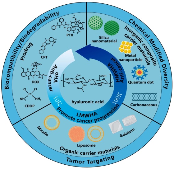 Fig.1 Schematic showing chemical structure of HA and the hypothesized procancer and anticancer activity of HA with different molecular weights and its application. (OA Literature)