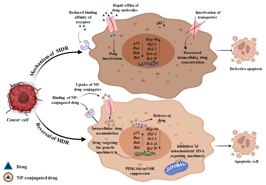 Drug resistance can be overcome in large part by using nanotechnology to deliver drugs for the treatment of cancer. (OA Literature)