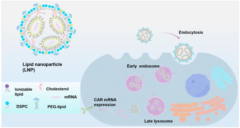 The direct delivery of the CAR gene and the mRNA encoding CAR by LNP. (OA Literature)