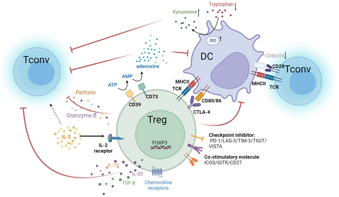 Summary of a variety of immunosuppressive mechanisms of Tregs. (OA Literature)