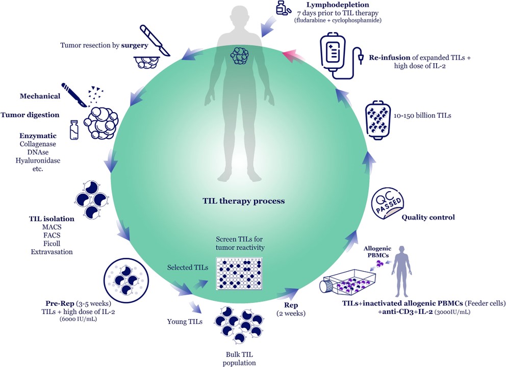 Schematic of the TIL therapy process. (OA Literature)