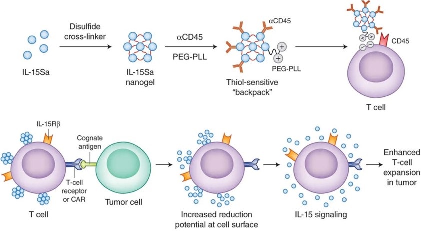 Schematic diagram of IL-15Sa nanogels promoting TCR-T cell activity. (OA Literature)