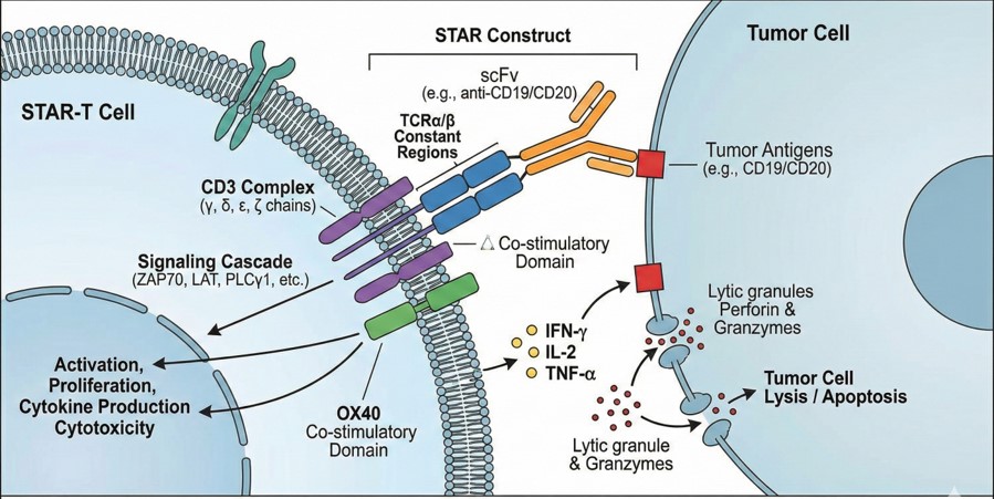 Diagram illustrating the proposed mechanism of STAR-T. (Creative Biolabs AI)
