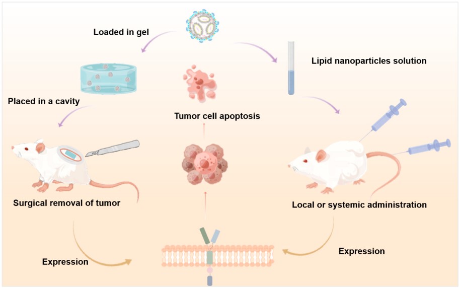 LNP expresses CAR at tumor sites through different drug-delivery pathways to achieve the goal of killing tumors. (OA Literature)