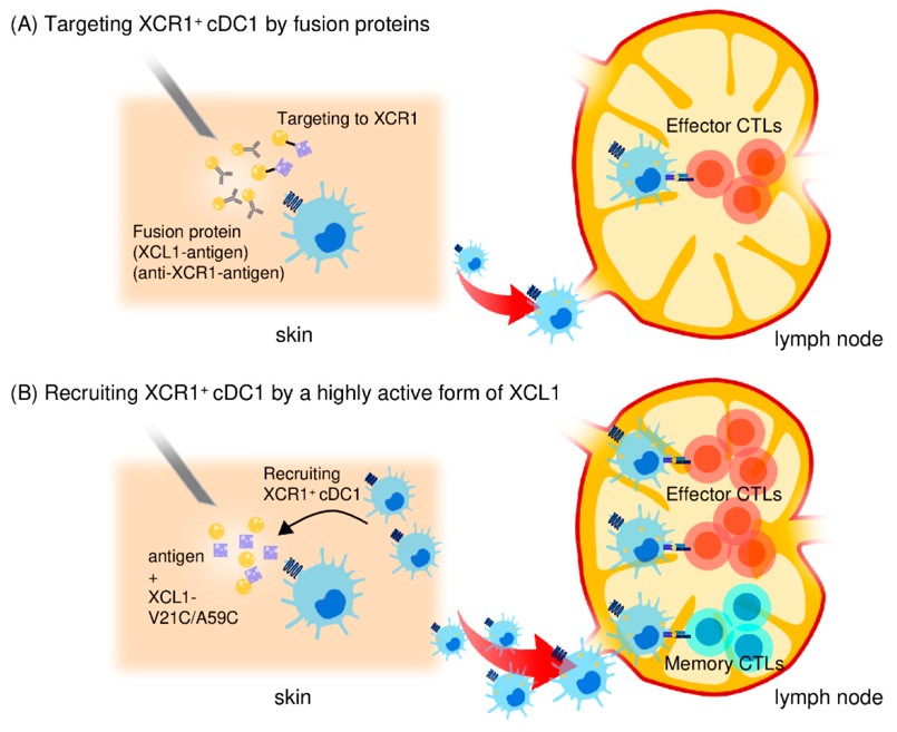Use of the XCL1-XCR1 axis for targeted delivery of antigens to cross-presenting cDC1s. (OA Literature)