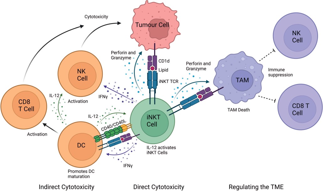 iNKT cell mediated mechanisms of tumour cytotoxicity. (OA Literature)