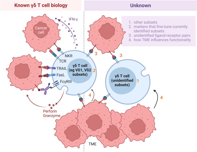 Hurdles impeding the application of γδ T cells for cell therapy. (OA Literature)