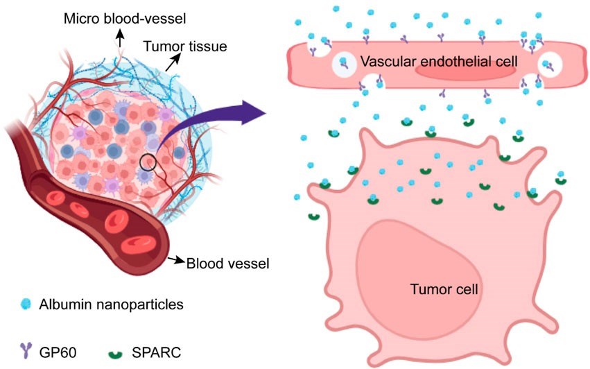 Fig.2 Schematic diagram of albumin nanoparticles targeting tumor cells via the GP60 and SPARC pathways. (Ji, Qingzhi, et al, 2024)
