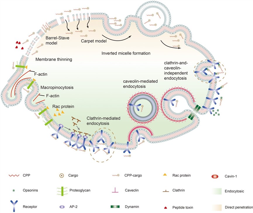 Fig.1 Mechanisms of the intracellular entry of CPPs. (Zhou, Meiling, et al, 2022)