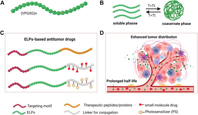Fig.1 The ELPs properties and strategies of developing ELPs-based antitumor drugs. (Jiang, Aiguo, et al, 2023)