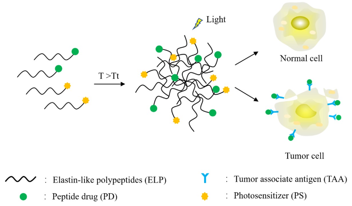 Fig.2 Schematic representation of photodynamic therapy using ELP-PS in combination with ELP-PD. (Shi, Xianggang, et al, 2022)