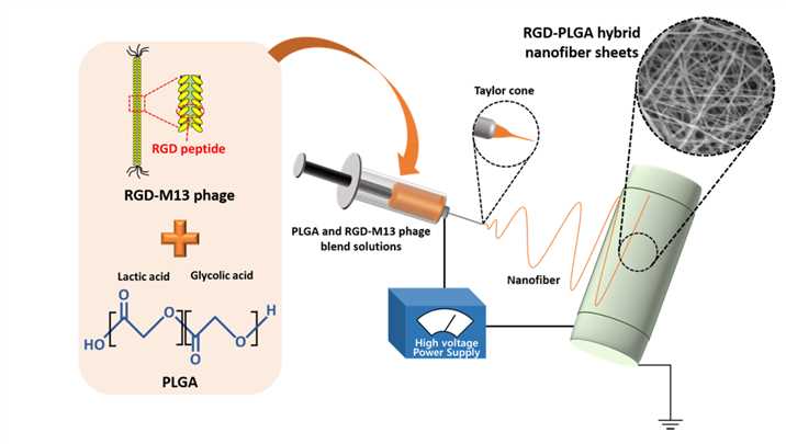 Fig.4 Schematic diagram of RGD-PLGA nanofibers by the electrospinning technique. (Shin, Yong Cheol, et al, 2015)