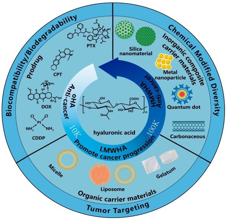 Fig.2 Chemical structure of HA and the hypothesized procancer (promoting cancer growth) and anticancer (preventing cancer growth) activity of HA with different molecular weights and its application. (Fu, Chao-Ping, et al, 2023)