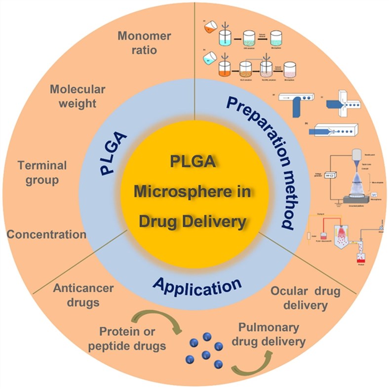 Fig.3 A diagram of PLGA-based biodegradable microspheres in drug delivery. (Su, Yue, et al, 2021)