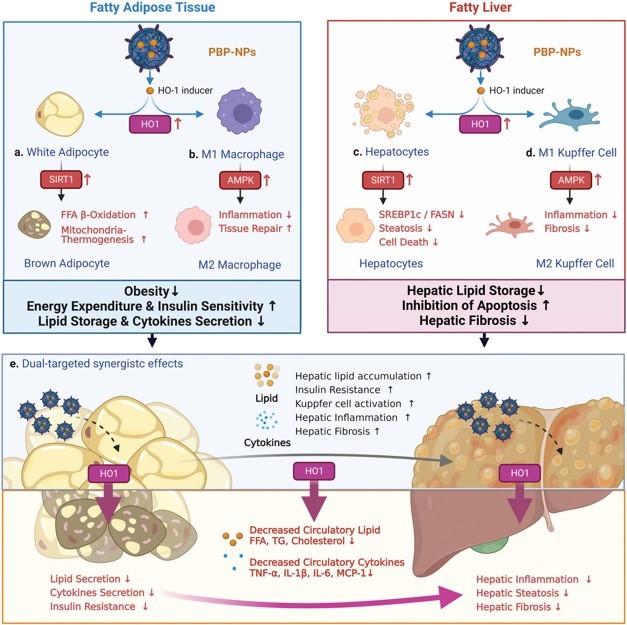 Fig.2 Summarizing schematic illustration of fatty liver/adipose tissue dual-targeting PBP-NPs containing HO-1 inducers for the treatment of obesity, obesity-induced type 2 diabetes, and nonalcoholic steatohepatitis. (Hong, Juhyeong, and Yong‐Hee Kim, 2022)