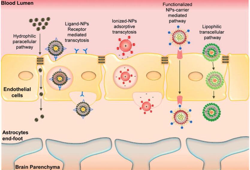 Fig.2 Schematic representation of potential pathways involved in nanoparticle-mediated drug trafficking across blood brain barrier associated with AD-nanotherapeutics. (Karthivashan, Govindarajan, et al, 2018)