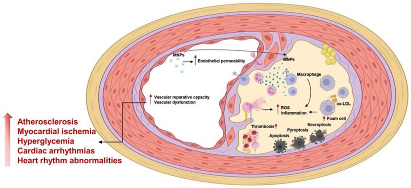 Fig.2 The possible influence of micro- and nanoplastics on the vascular system. (Lee, Seung Eun, et al, 2024)