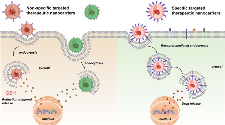 Fig.2 Non-specific and specific targeted therapeutic nanocarriers for treatment of BC (Tang, Chao, et al, 2021)