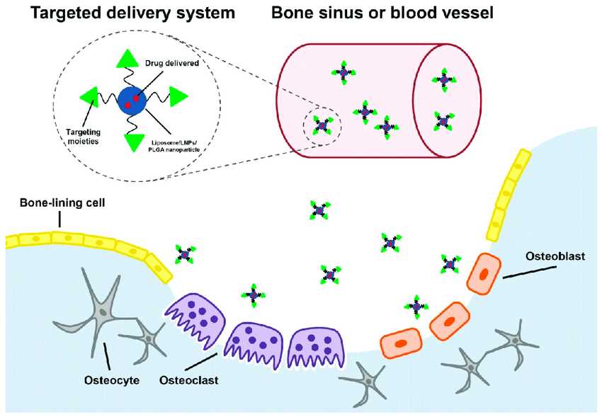 Fig.2 Targeted delivery systems carrying drugs extravasated from bone sinusoid or blood vessels to different target cells in bone. (Dang, Lei, et al, 2016)