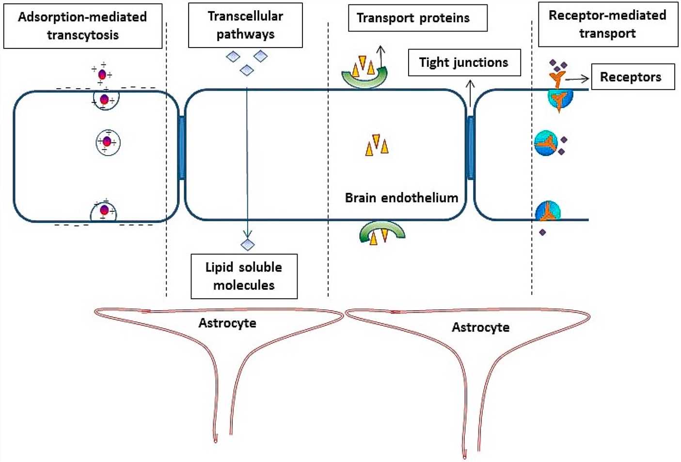 Fig.1 Schematic representation of the BBB and various transport processes across the brain endothelial layer. (Sharma, Gitanjali, et al, 2016)