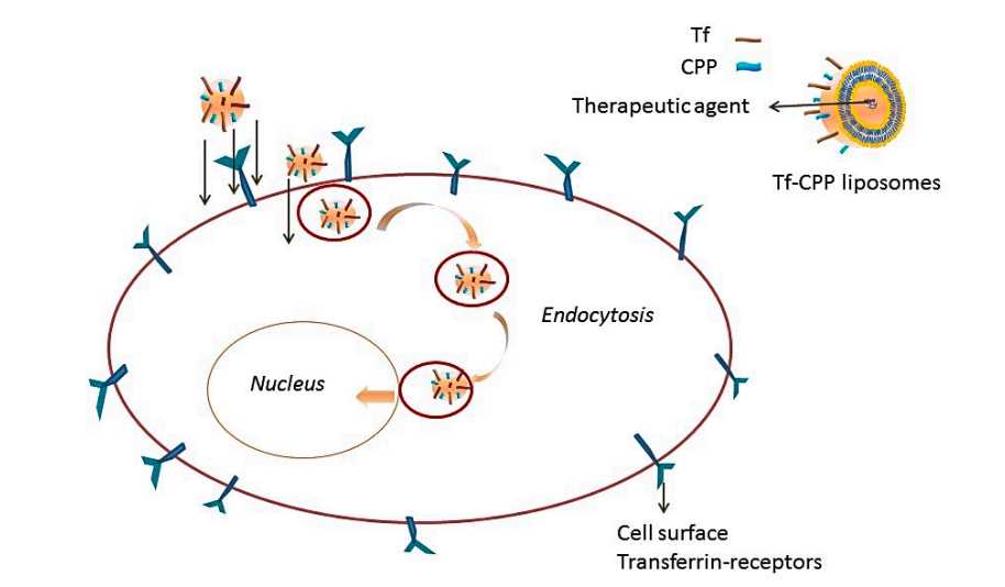 Fig.3 Uptake of liposomes by cells viaa dual-mechanism involving receptor targeting and cell penetration. (Sharma, Gitanjali, et al, 2016)