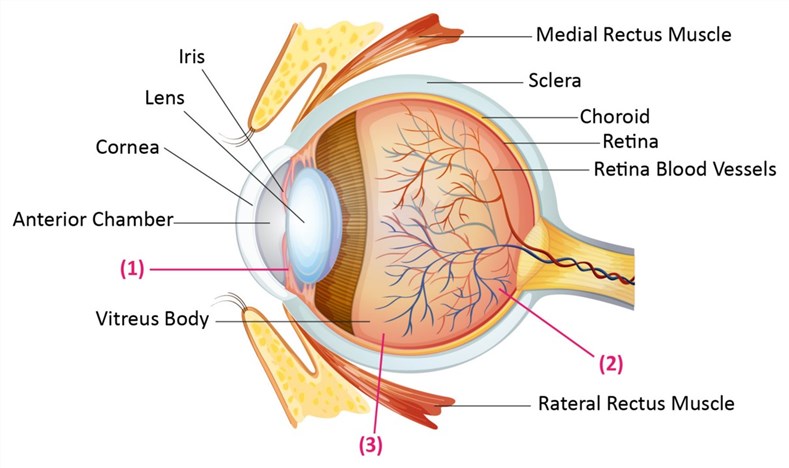 Fig.1 Human eye anatomy, and the drug administration routes. (Durak, Saliha, et al, 2020)