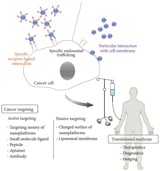 Fig.2 Overview of cancer targeting strategies from the cells to the clinics. (Jin, Su-Eon, Hyo-Eon Jin, and Soon-Sun Hong, 2014)