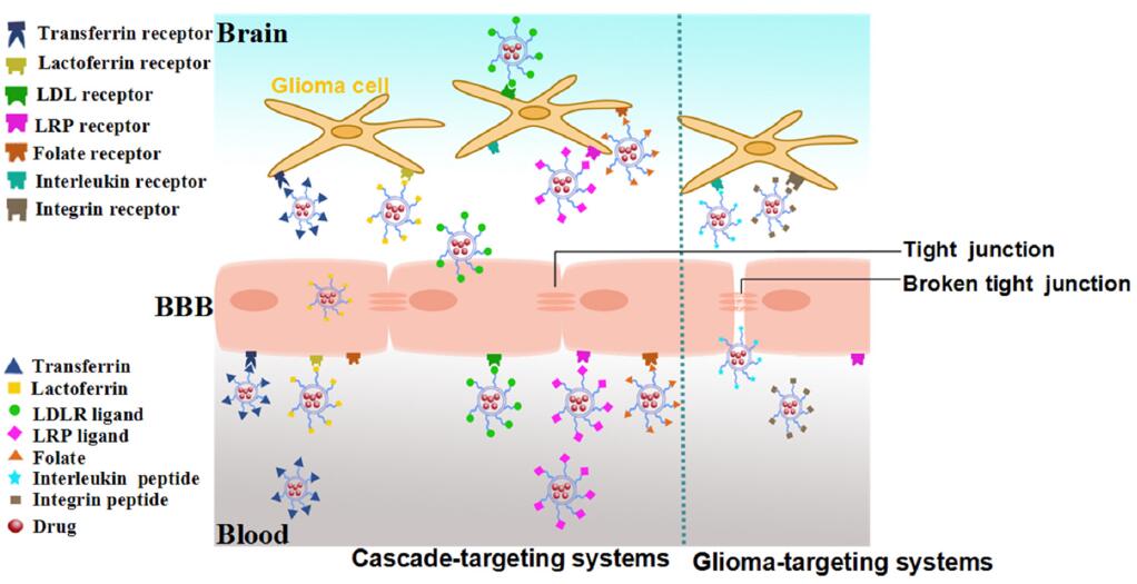 Fig.2 Schematic representation of single ligand-modified targeting systems. (Wang, Shanshan, et al, 2015) 