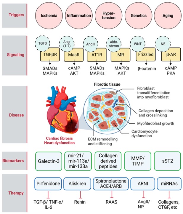 Fig.2 Illustrative summary of cardiac fibrosis triggers, signaling pathways, biomarkers, and therapies. (Bertaud, Alexandrine, et al, 2023)